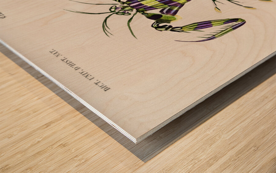 Giant mantis shrimp Squilla Maculata Wood print