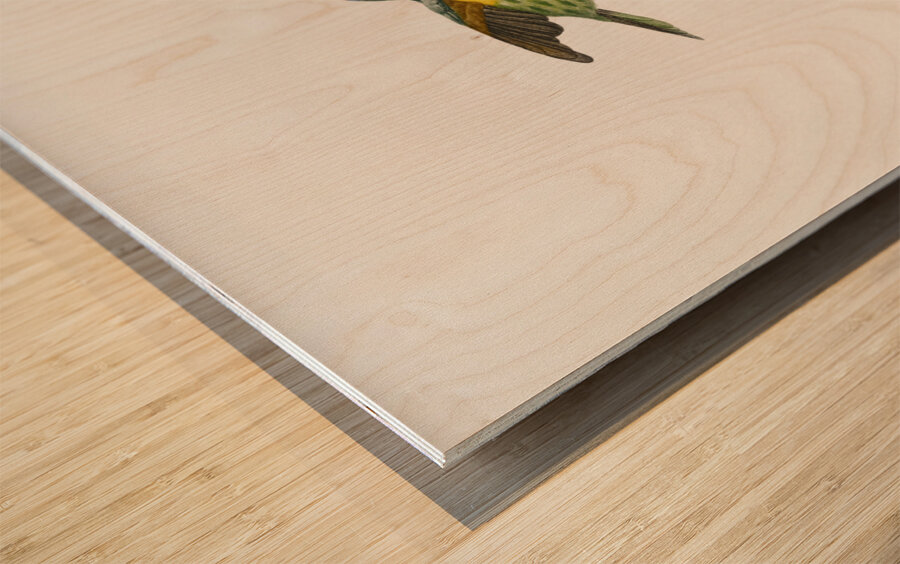 Giant mantis shrimp Squilla Maculata Wood print