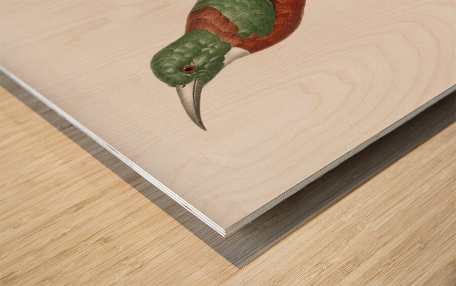 Great Jacamar Wood print