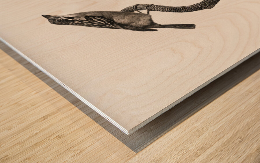 Barbet male  Wood print