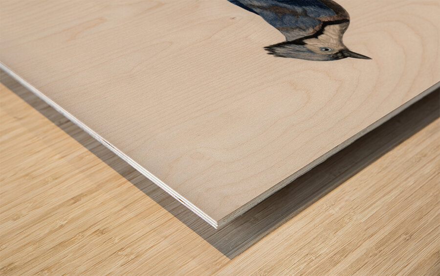 Blue Jay  Wood print