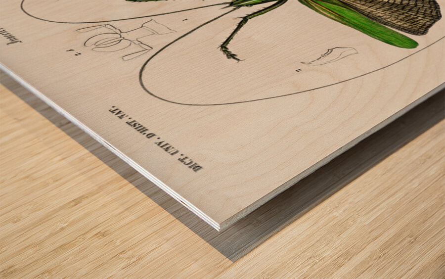 Blue Jay  Wood print