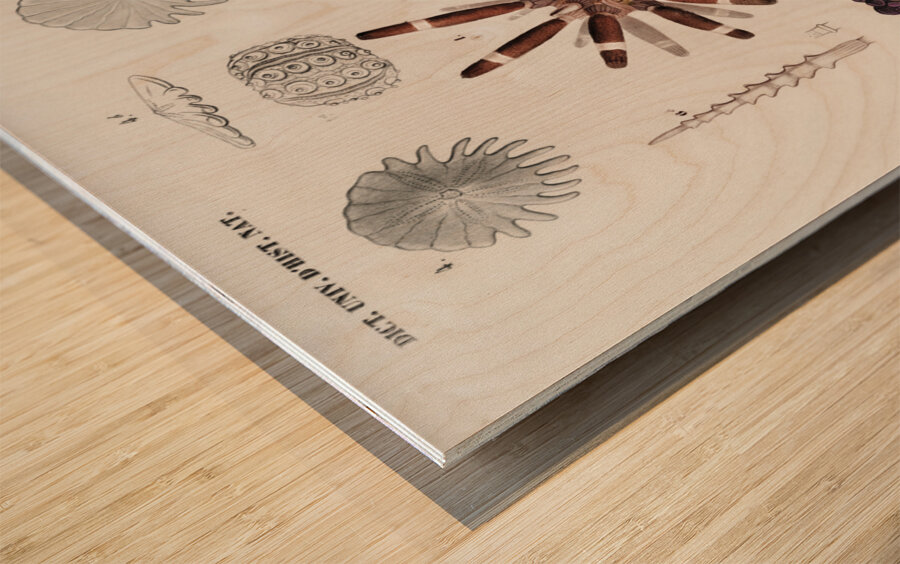 Different types of sea urcnhins Wood print