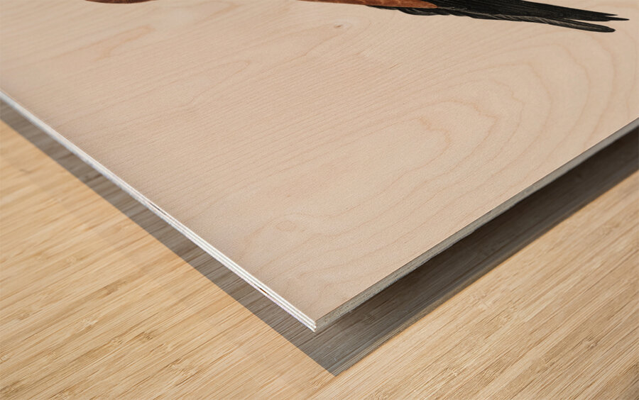 Great violet roller  Wood print