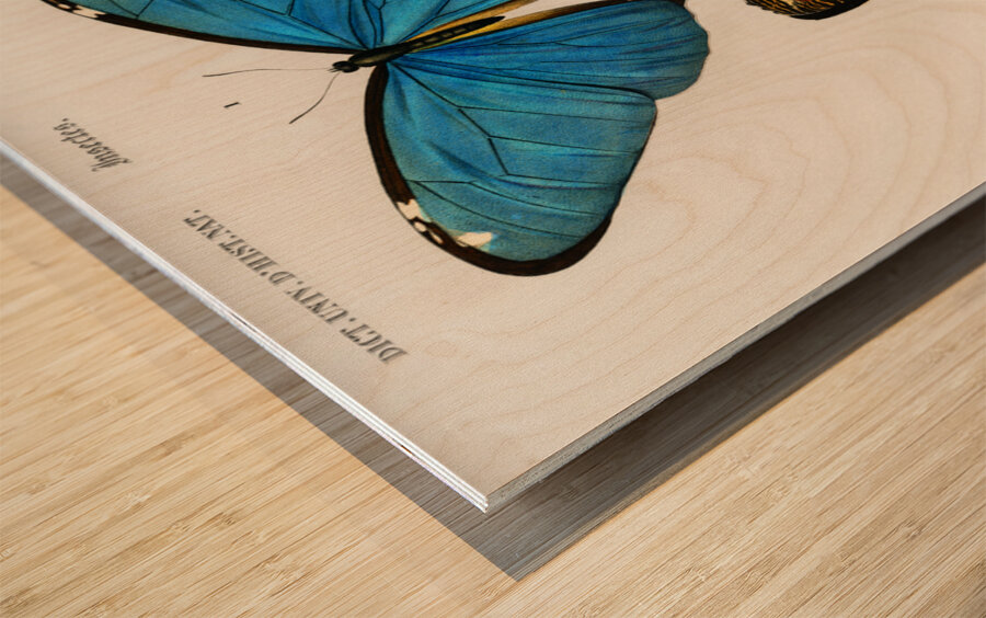Different types of butterfly Wood print