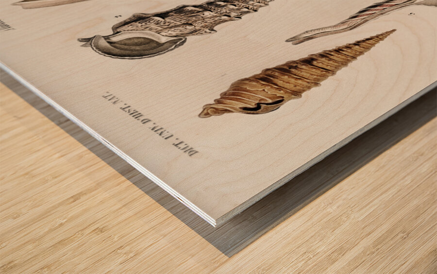 Different types of mollusks Wood print