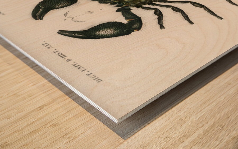 The Emperor Scorpion Buthus Afer Wood print