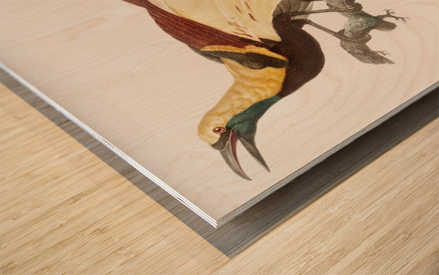 Young emperor bird-of-paradise male  Wood print