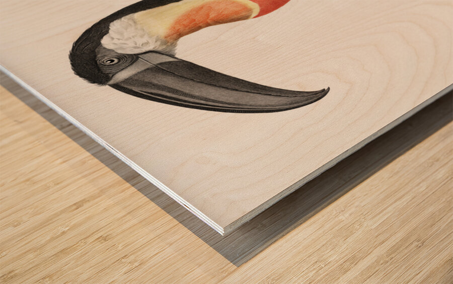 Green-billed toucan  Wood print