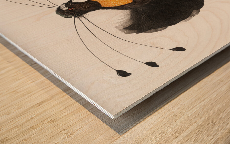 Western parotia  Wood print