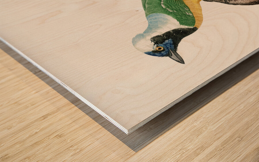 Different types of mollusks Wood print