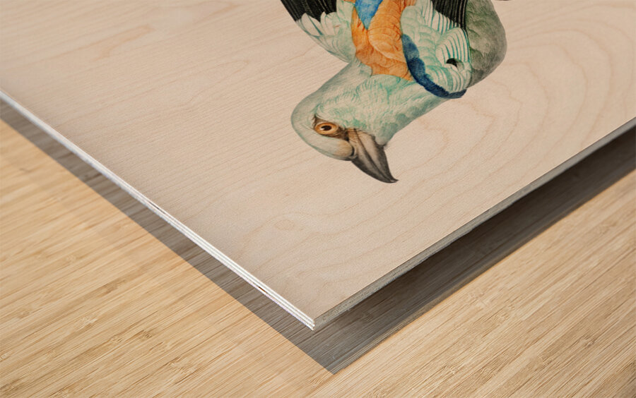 Abyssinian roller male  Wood print