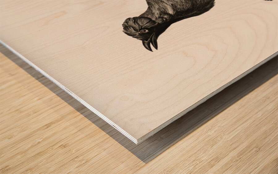 Paradise crow male  Wood print