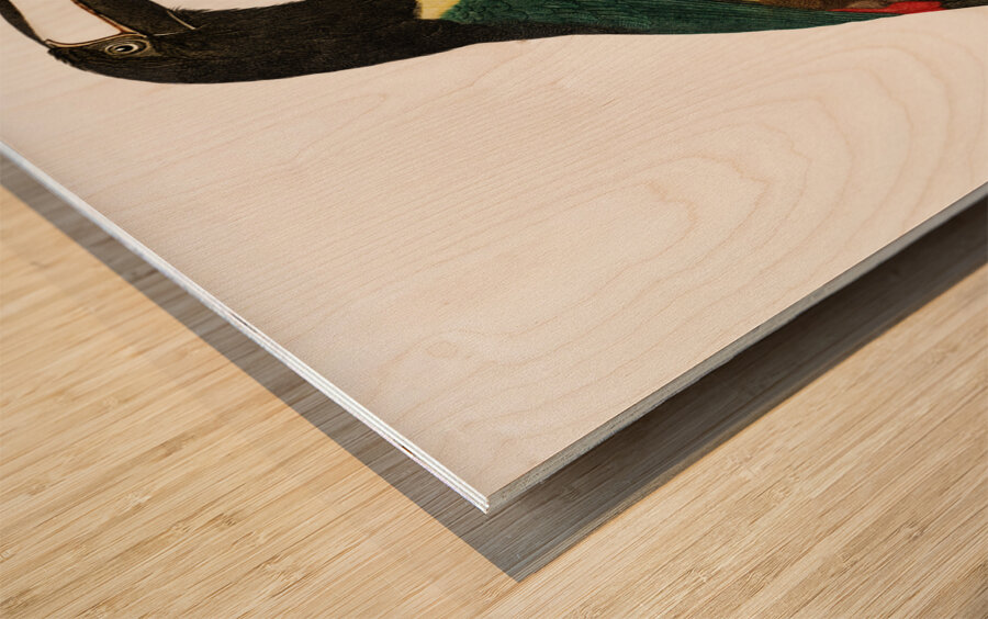 Black-necked Aracari  Wood print