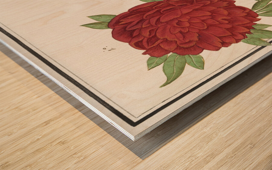 Peony and anemone in vintage style Wood print