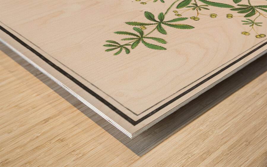 Cleavers plant in vintage style Wood print