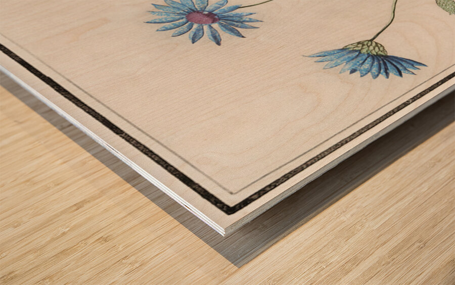 Blue strawflower in vintage style Wood print