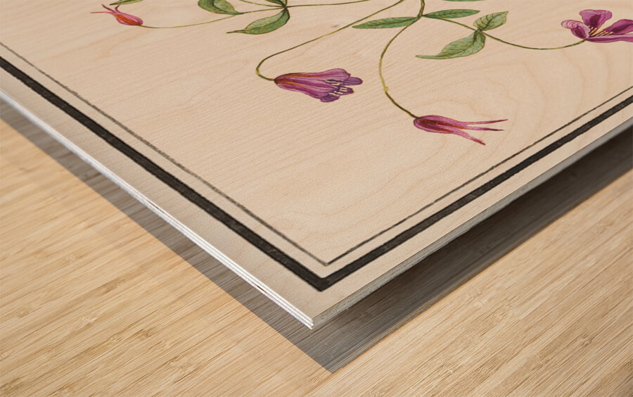 Clematis in vintage style Wood print