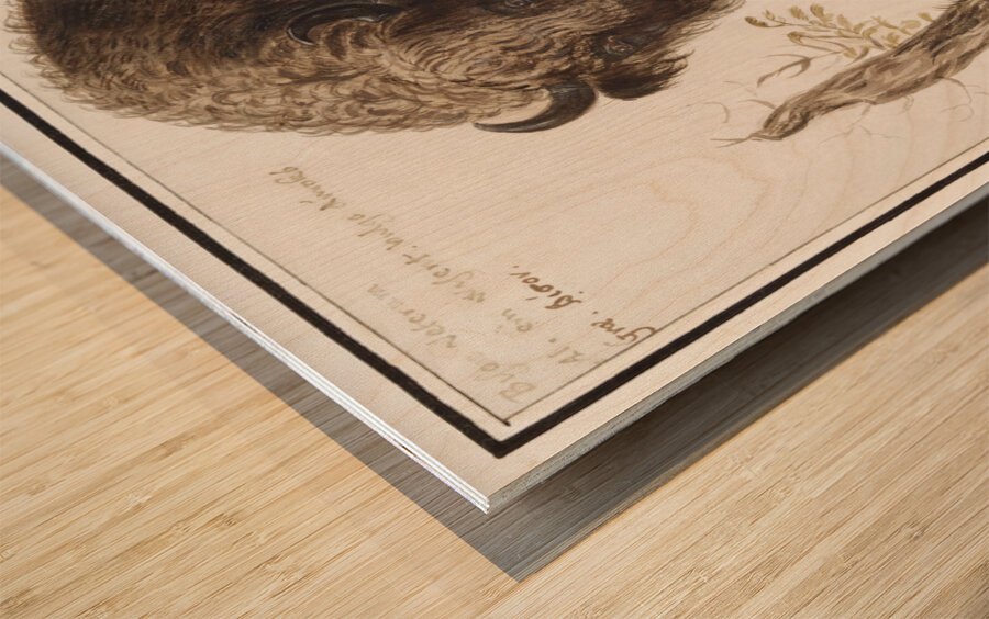 Wisent in vintage style Wood print