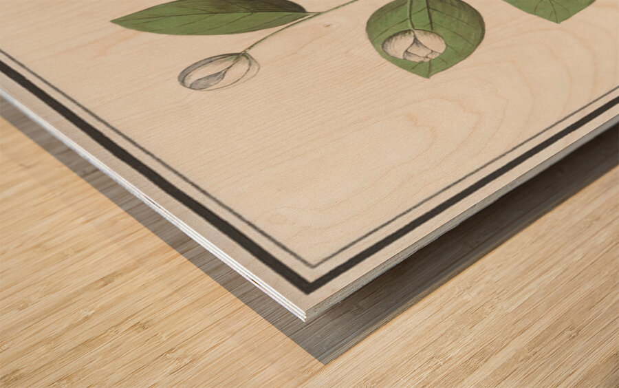 Myrtle family in vintage style Wood print