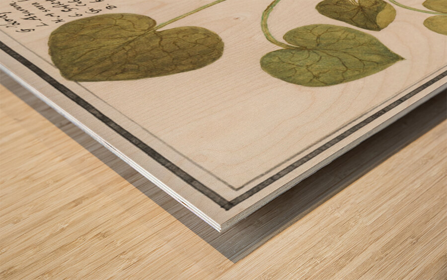 Mansoor flower in vintage style Wood print