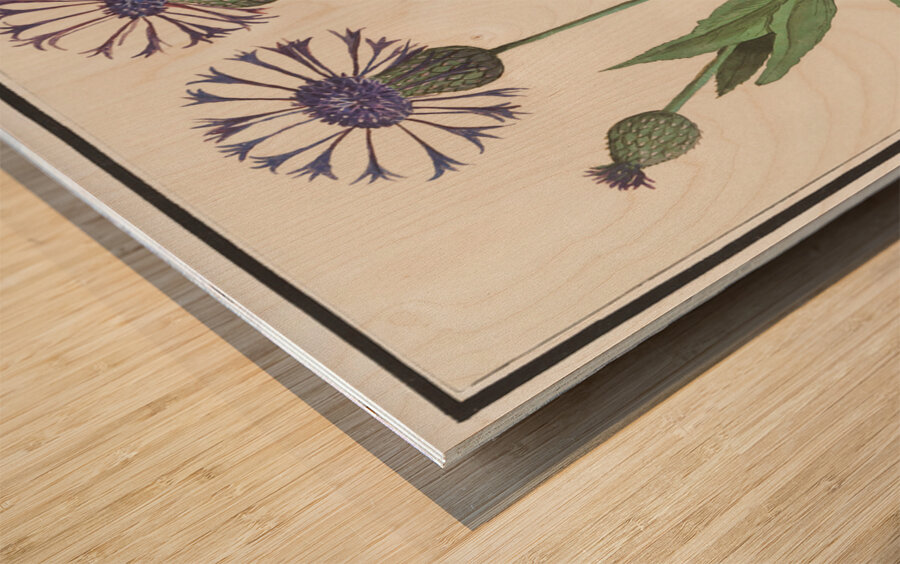 Centaury flower in vintage style Wood print