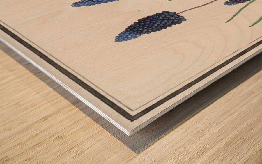 Grape hyacinth in vintage style Wood print