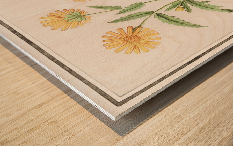 Chrysanths in vintage style Wood print