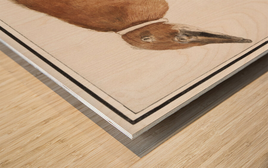 Coatimundi in vintage style Wood print