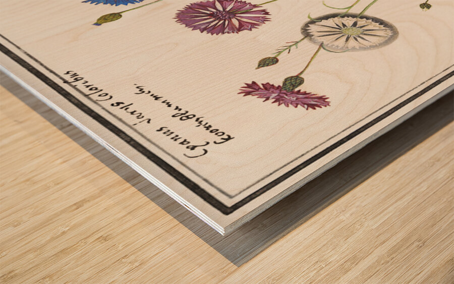 Cornflower in vintage style Wood print