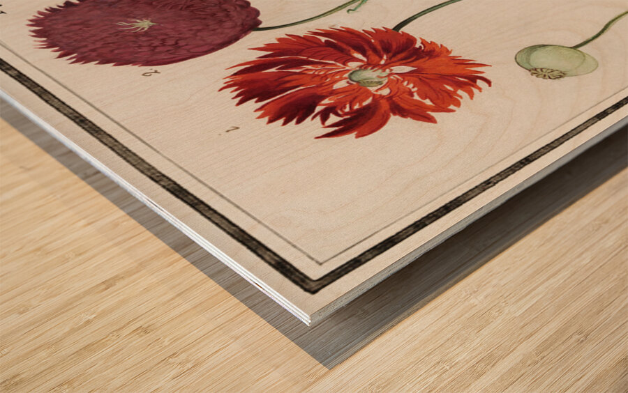 Poppy in vintage style Wood print