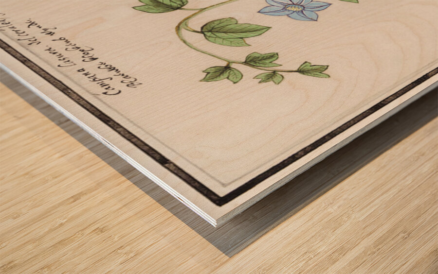 Bell flower in vintage style Wood print