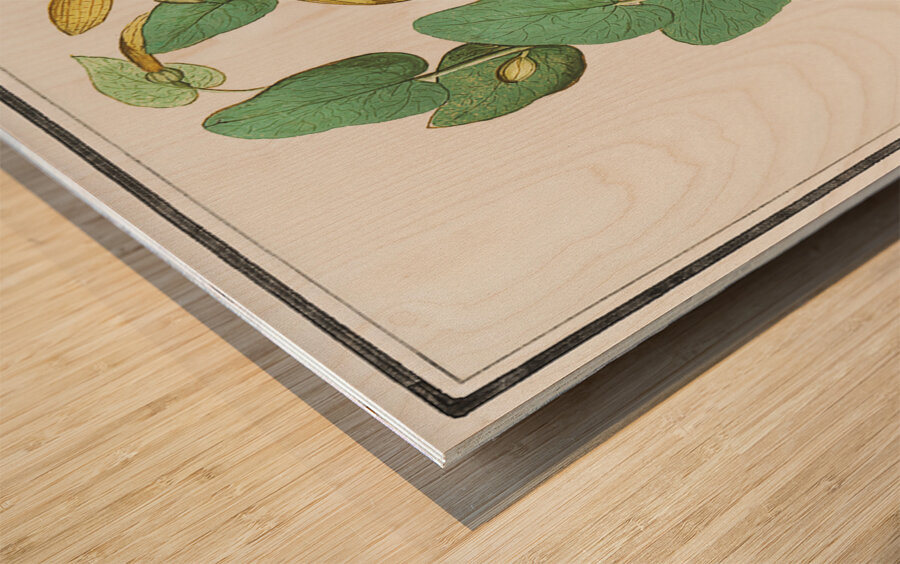 Unknown plant in vintage style Wood print