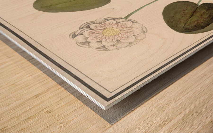 Water lily in vintage style Wood print