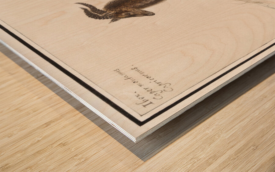 Ibex in vintage style Wood print