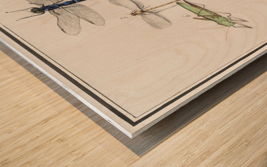 Dragonflies in vintage style Wood print