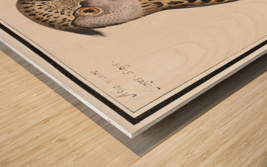 Scops owl in vintage style Wood print