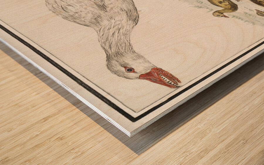 Farm goose in vintage style Wood print