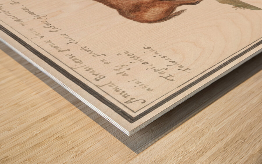 Brazilian cow in vintage style Wood print