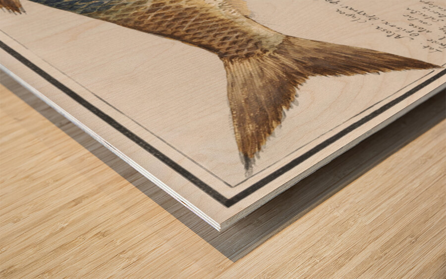 Shad in vintage style Wood print