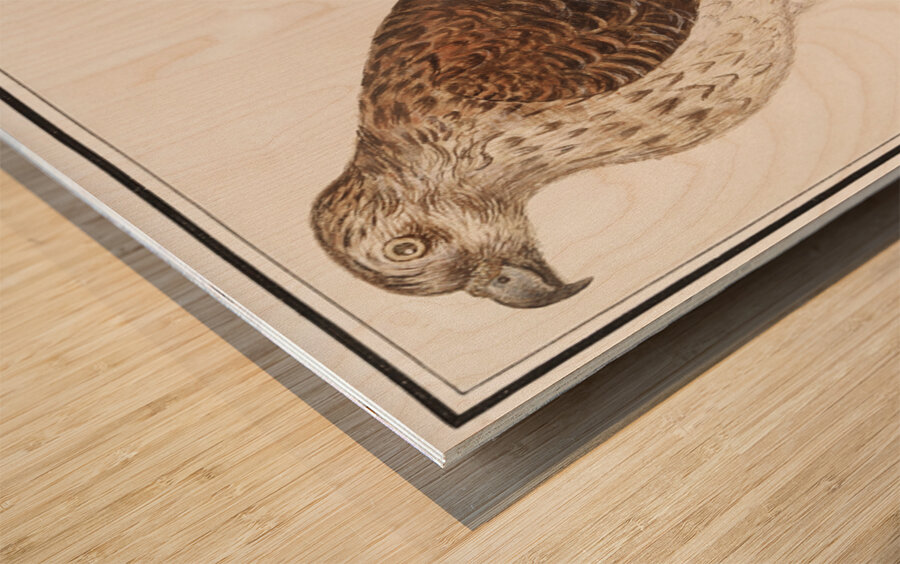 Northern goshawk vintage style Wood print