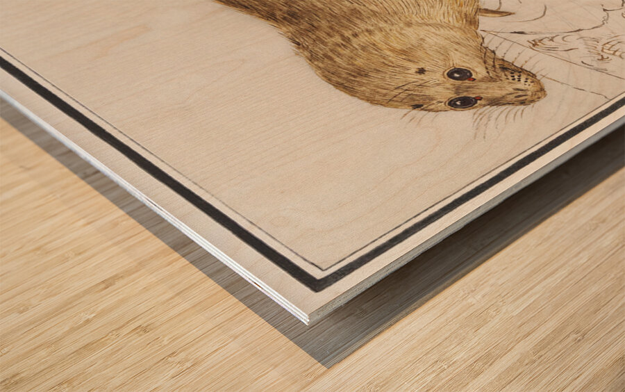 Seal in vintage style Wood print