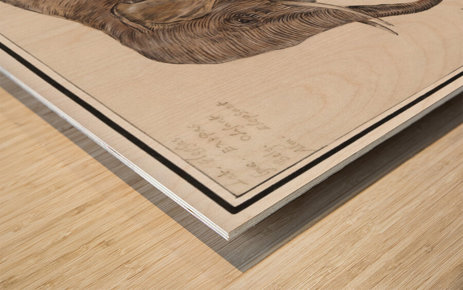 Elephant in vintage style Wood print