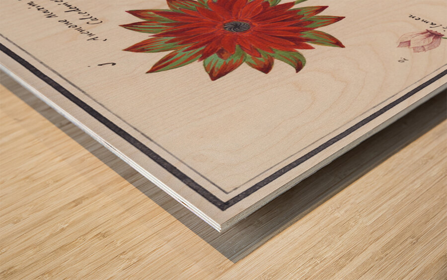 Anemone in vintage style Wood print