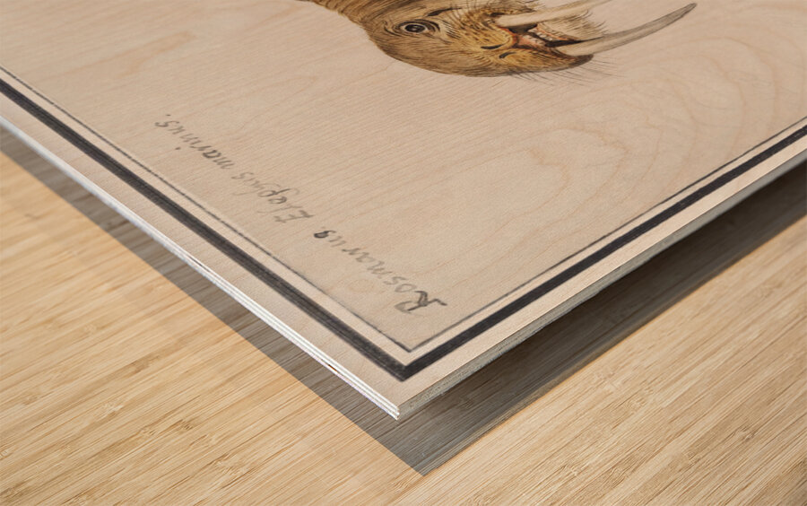 Walrus in vintage style Wood print