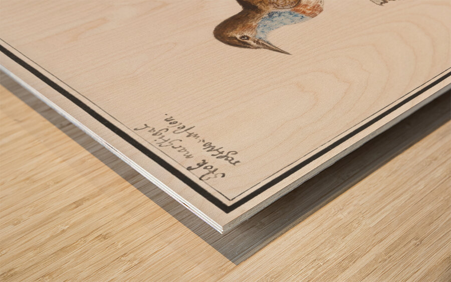 Bluethroat in vintage style Wood print