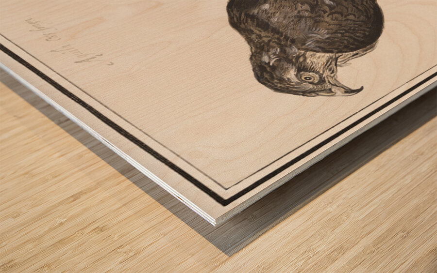 Sparrowhawk in vintage style Wood print