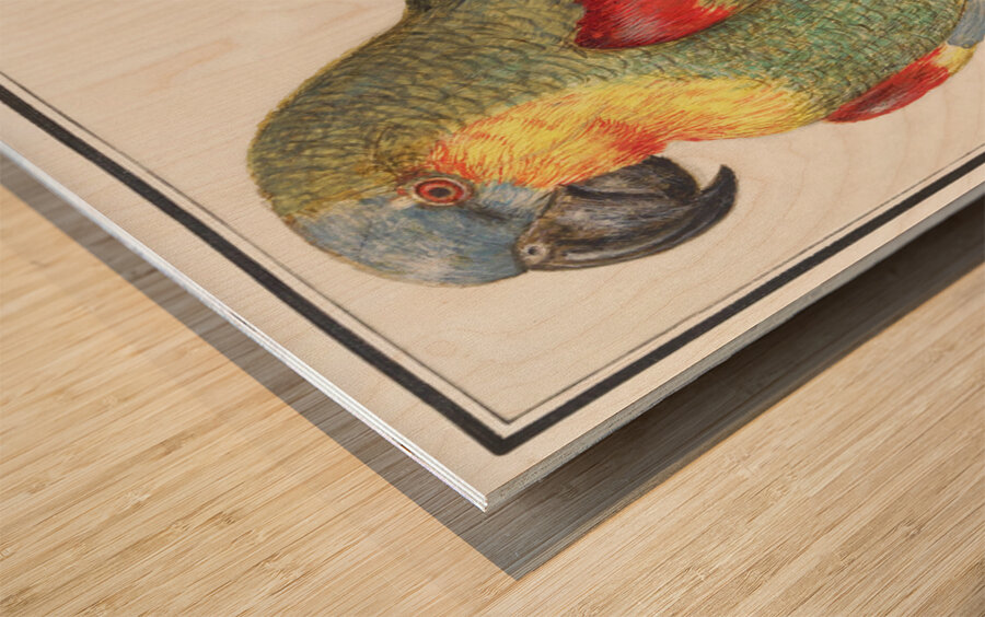 Parrot in vintage style Wood print