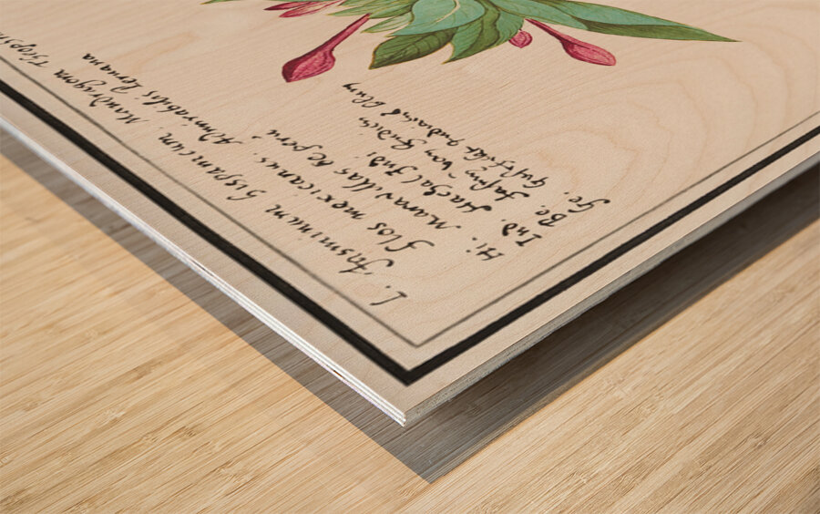 Marvel-of-peru in vintage style Wood print