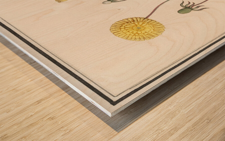 Dandelion in vintage style Wood print